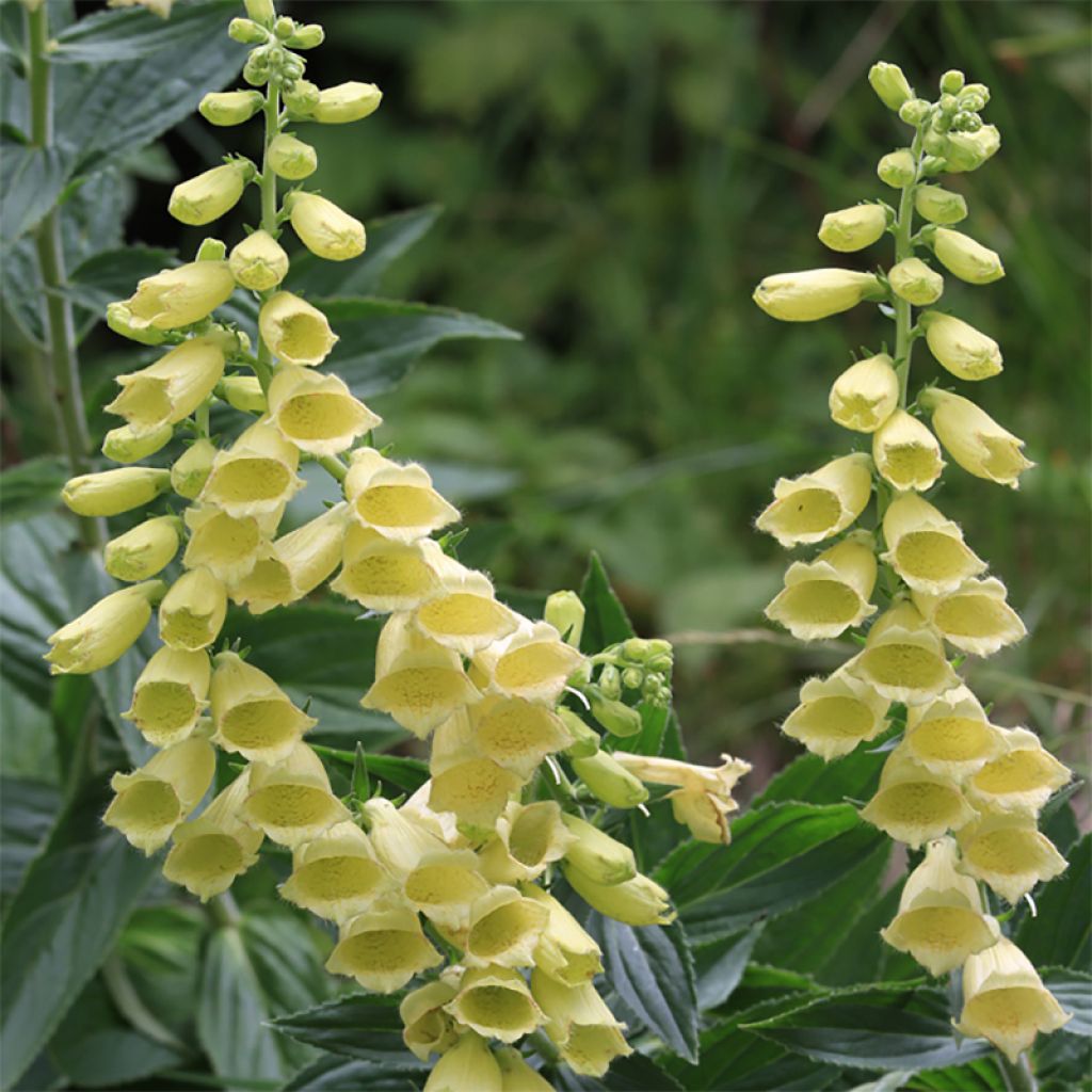 Digitalis grandiflora - Foxglove