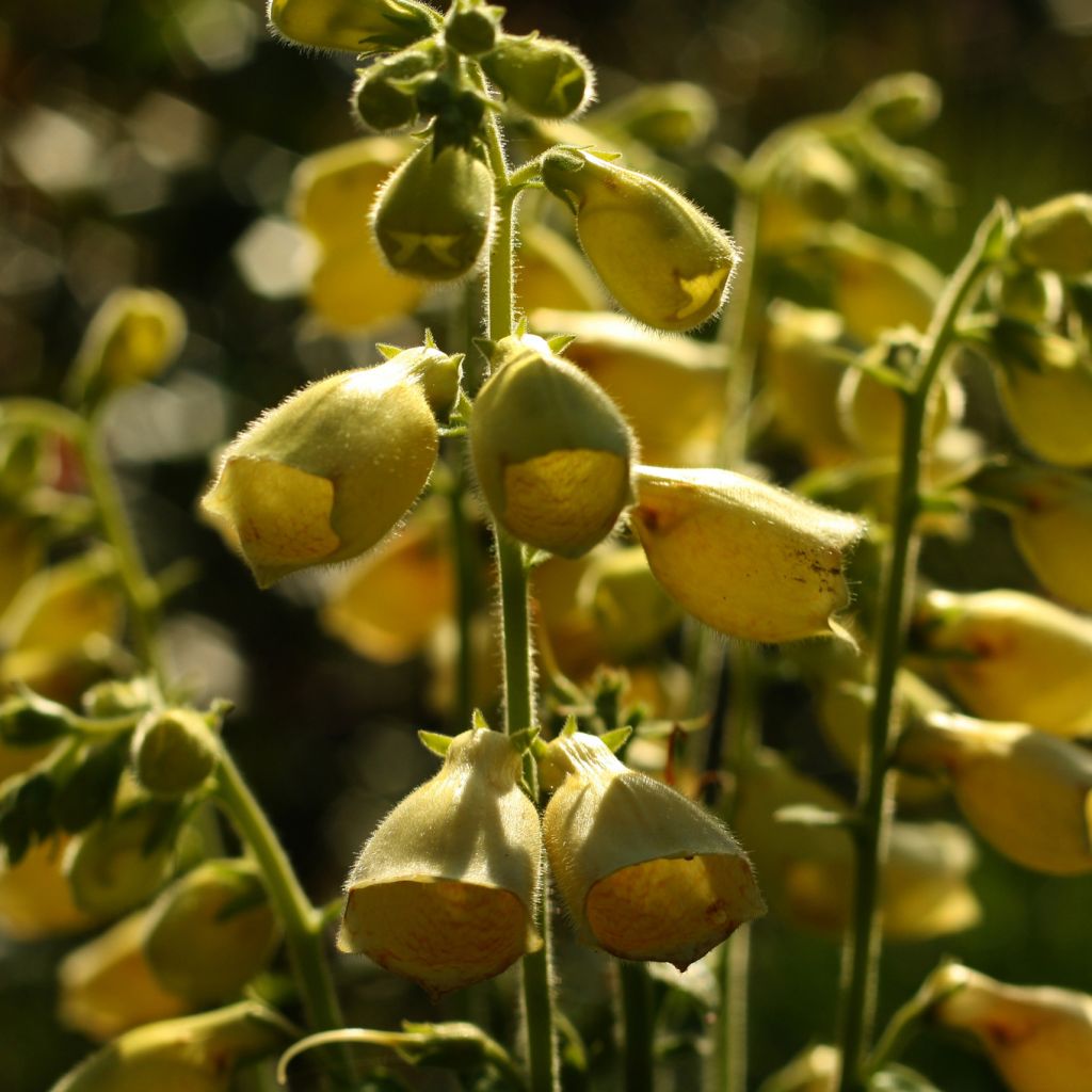 Digitalis grandiflora - Foxglove