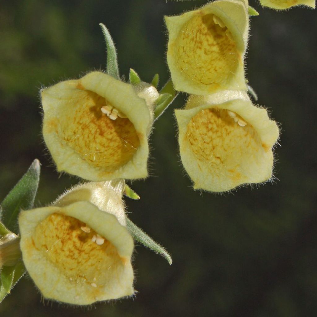 Digitalis grandiflora - Foxglove