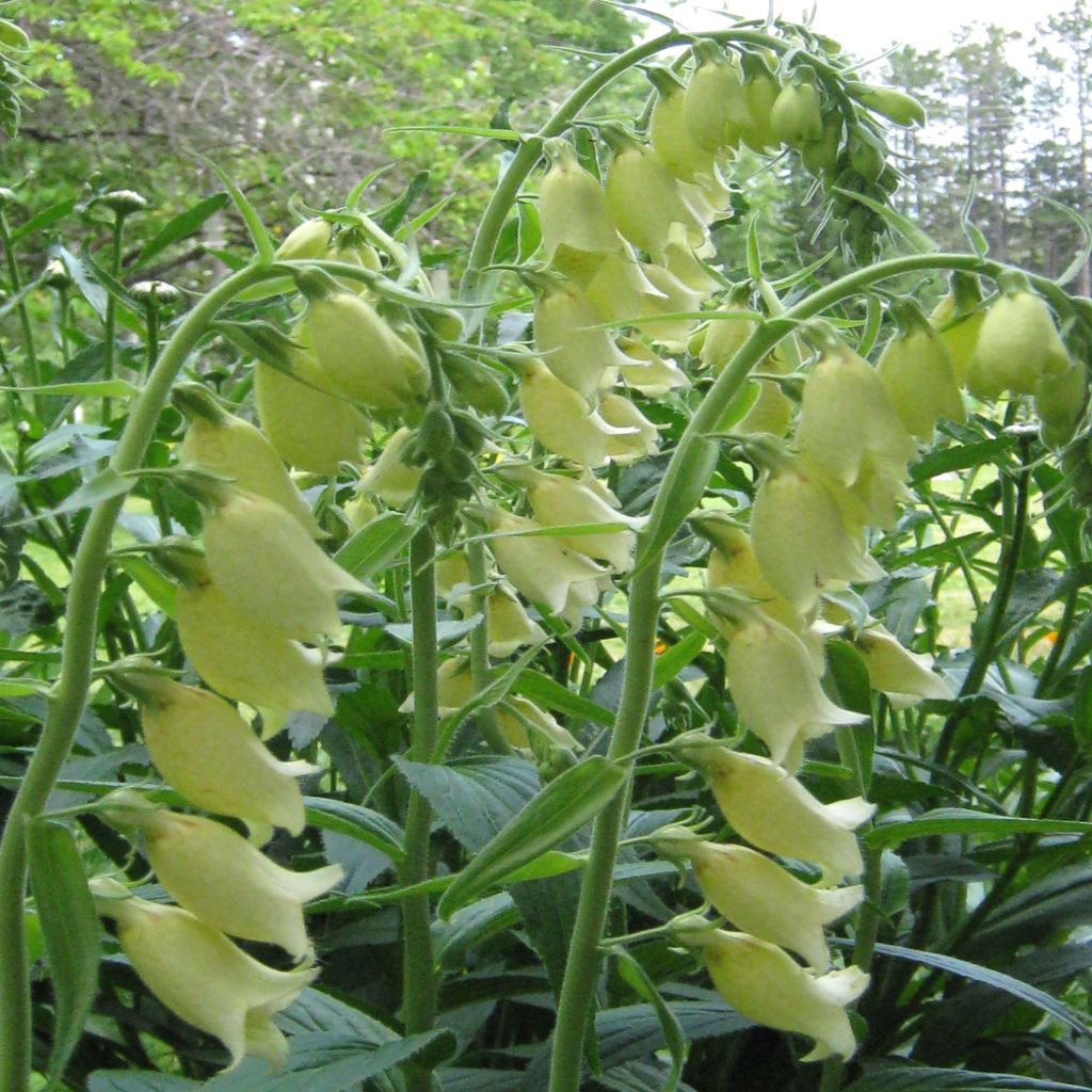 Digitalis grandiflora - Foxglove