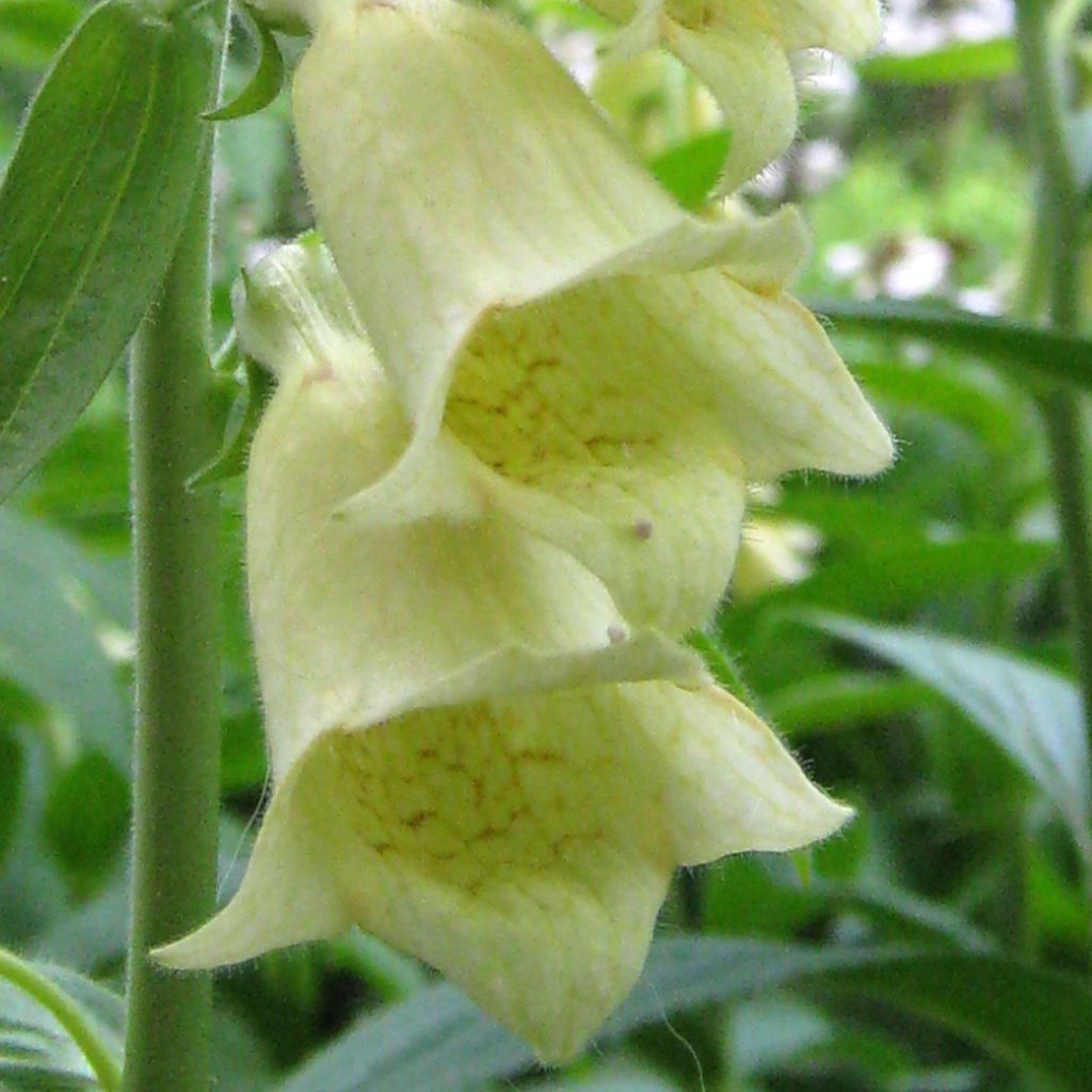 Digitalis grandiflora - Foxglove