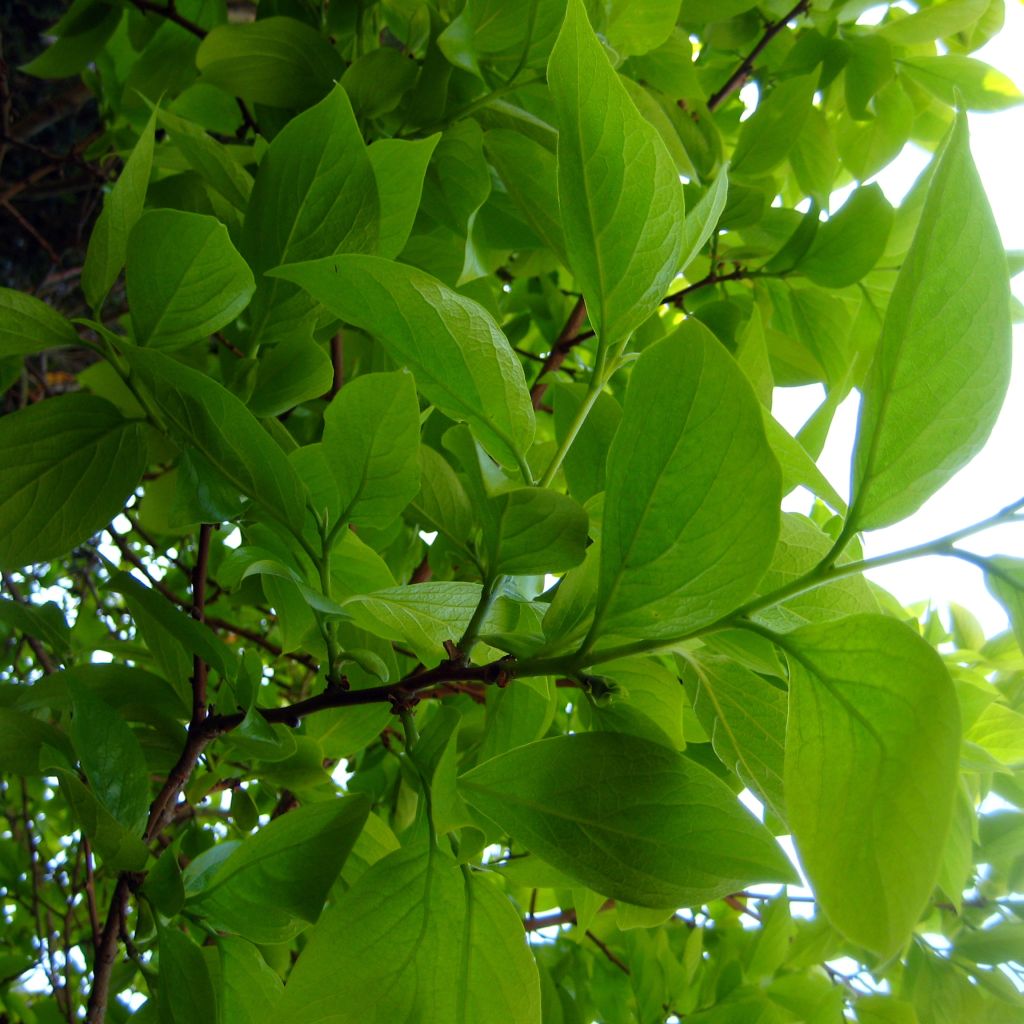 Diospyros kaki