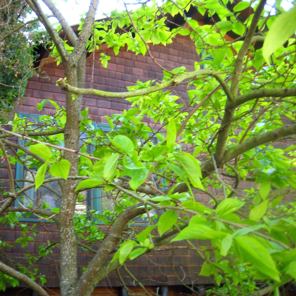 Diospyros kaki