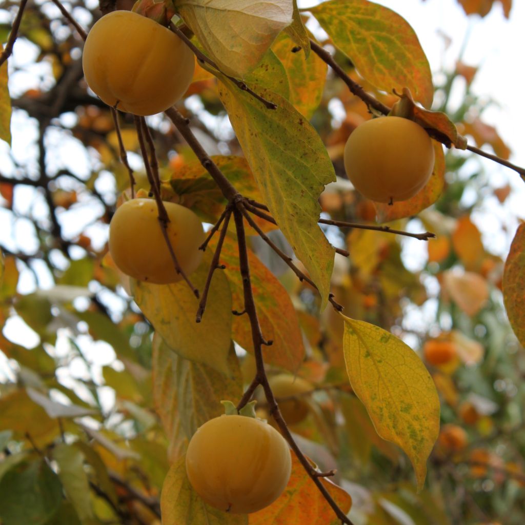Diospyros kaki