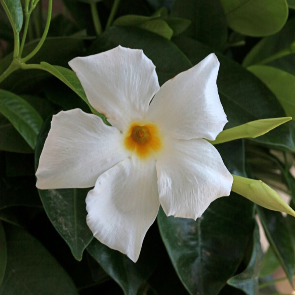 Dipladenia x sanderi Bella White