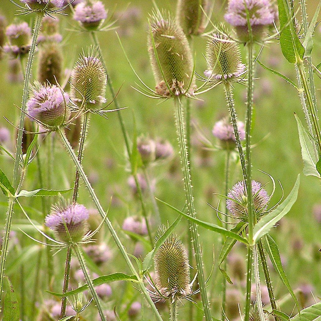 Dipsacus fullonum - Wild Teasel