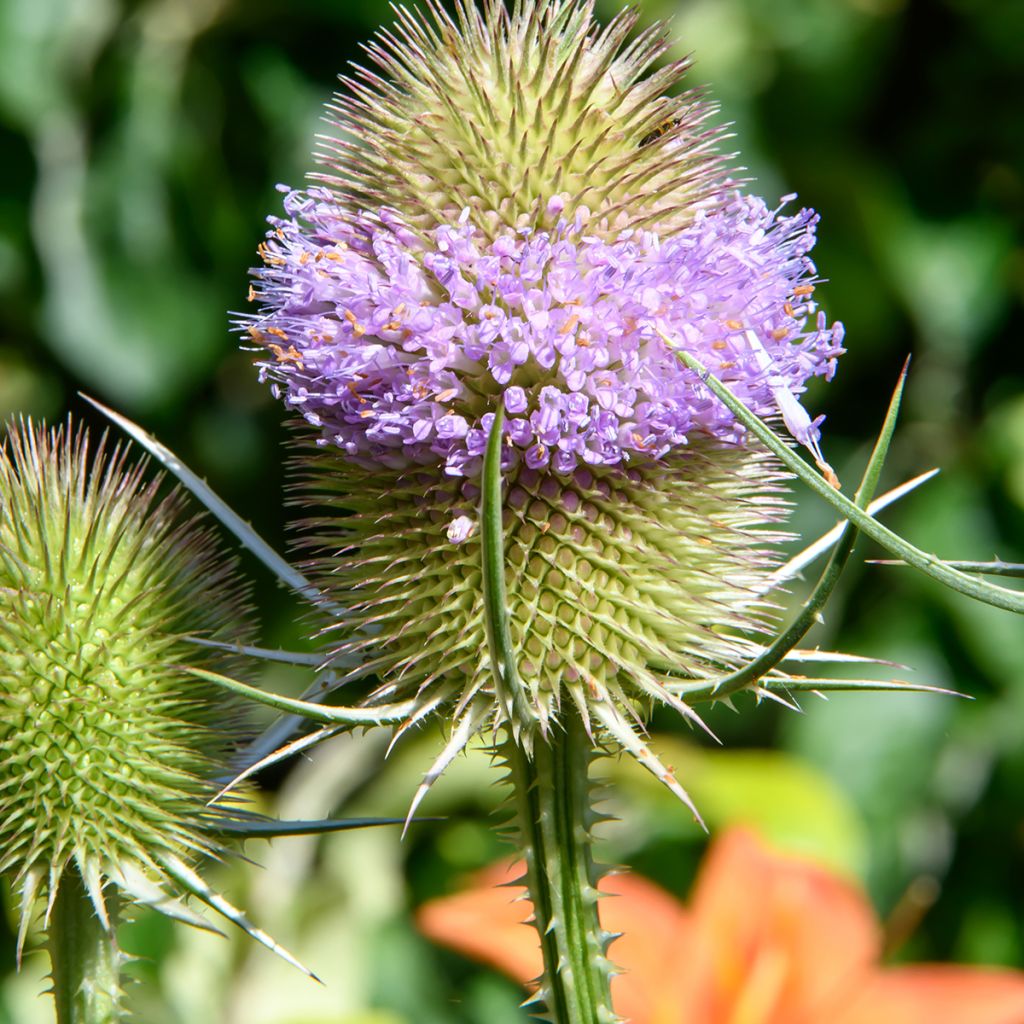 Dipsacus fullonum - Wild Teasel seeds