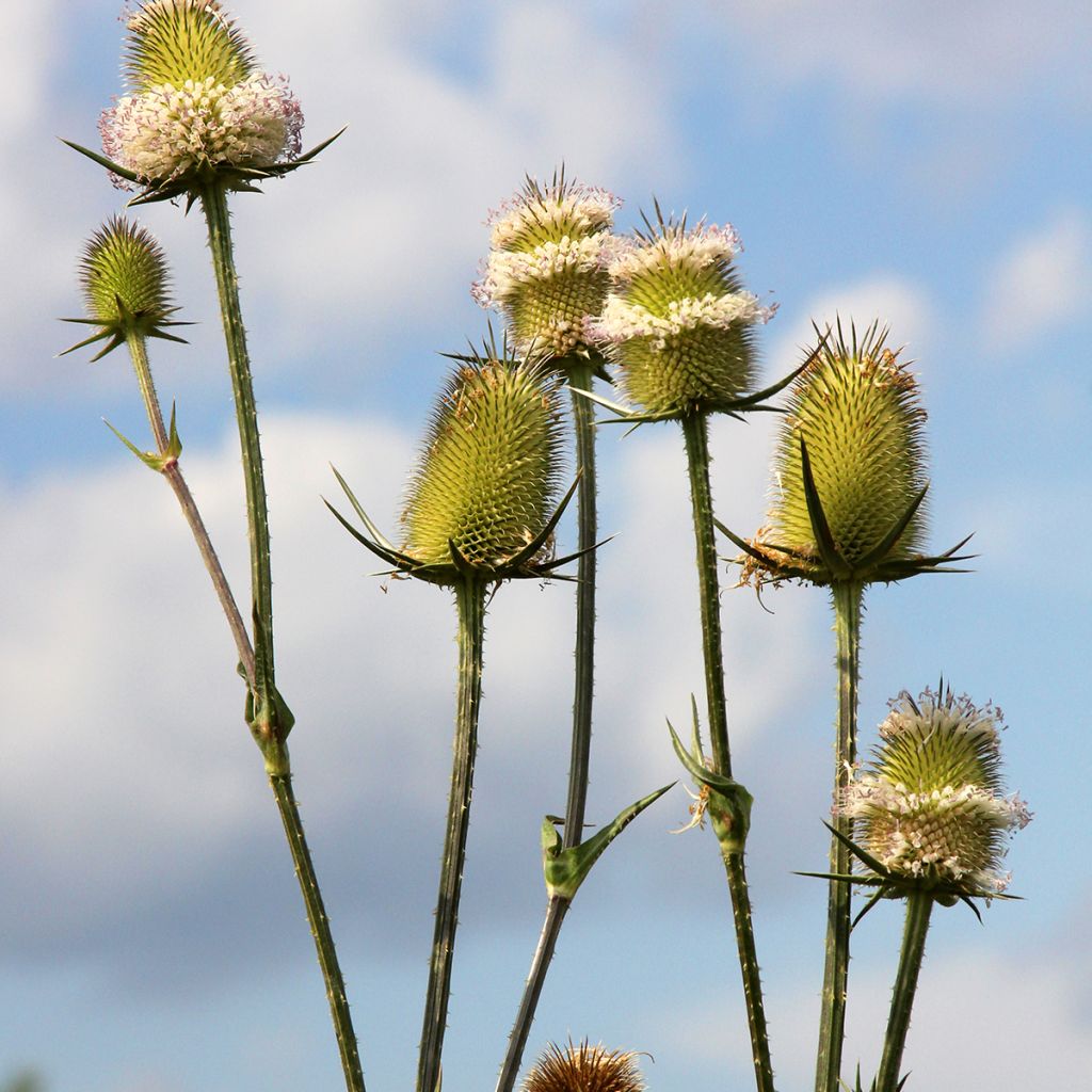 Dipsacus fullonum - Wild Teasel seeds