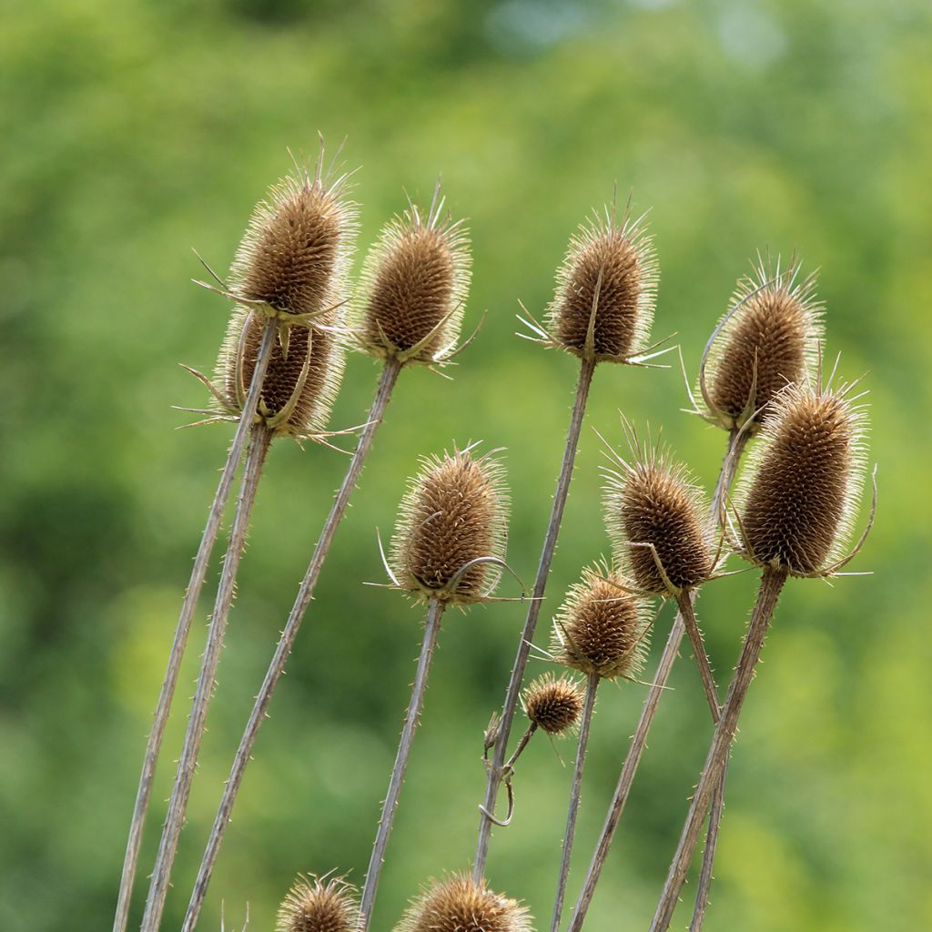 Dipsacus fullonum - Wild Teasel seeds