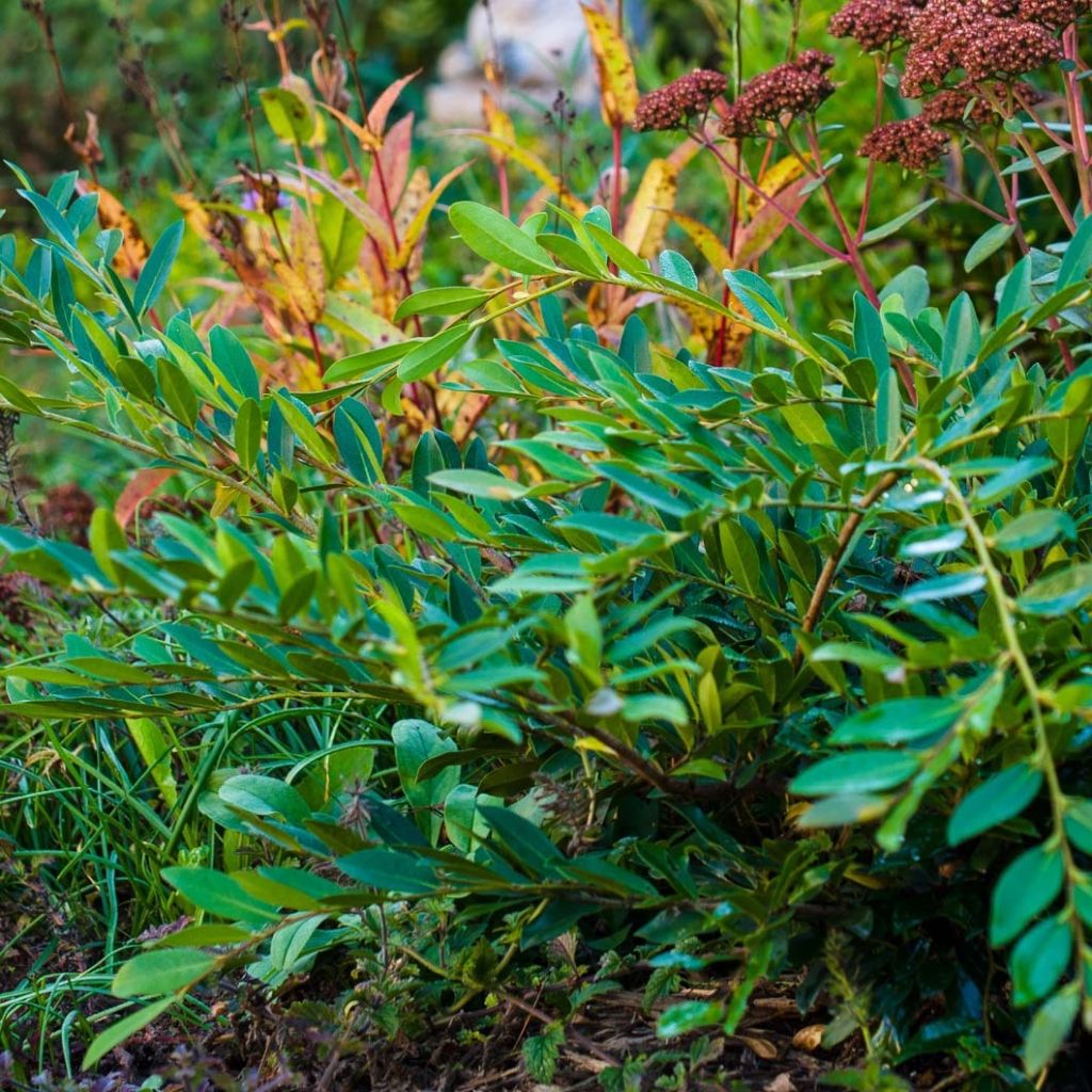 Distylium myricoides (x) racemosus Vintage Jade