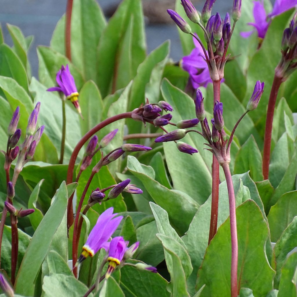 Dodecatheon pulchellum subsp. pulchellum Red Wings