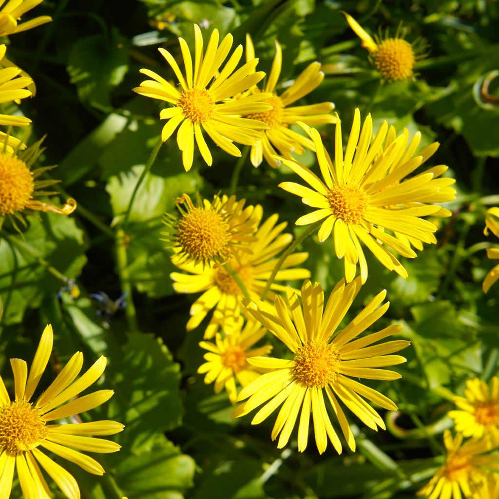Doronicum orientale Little Leo