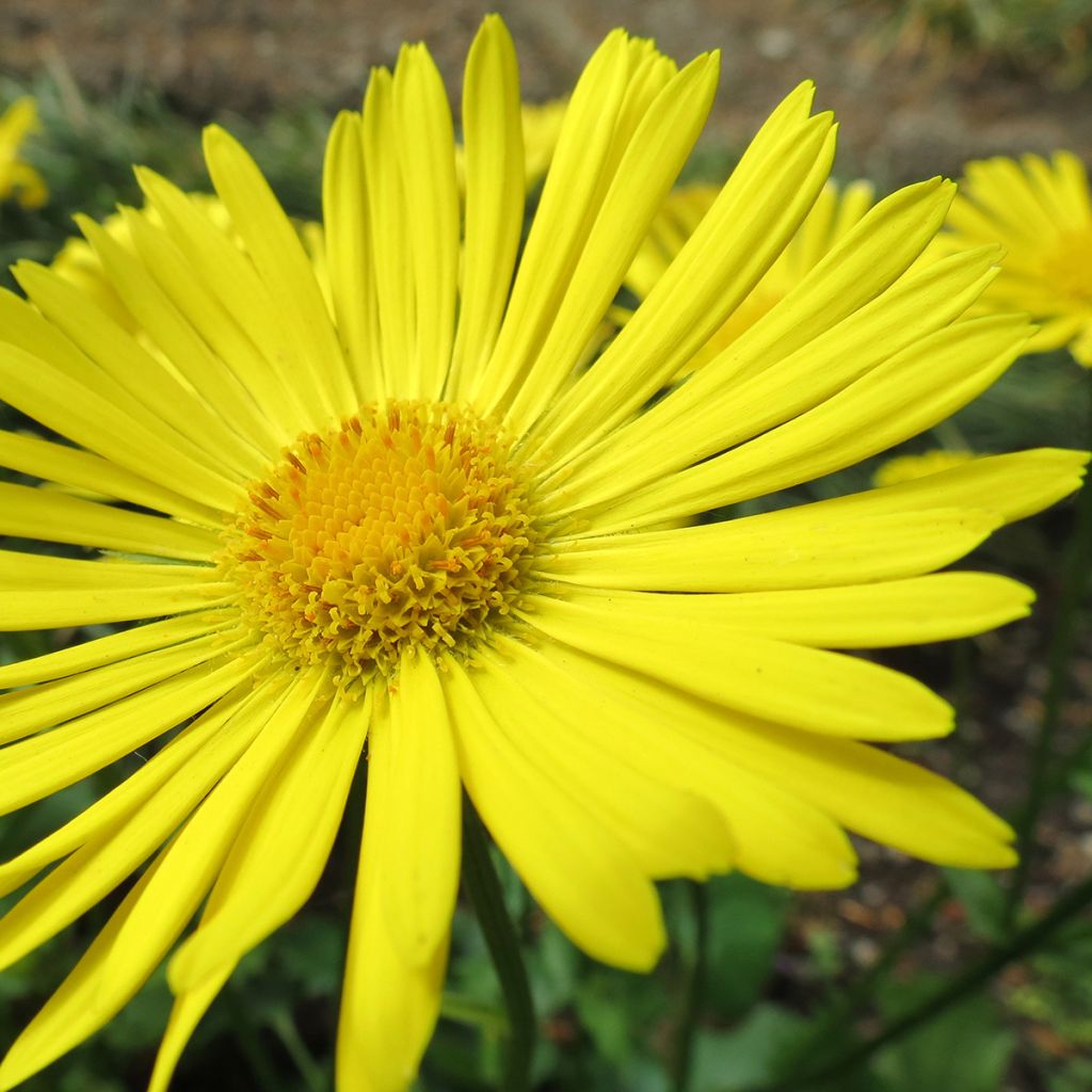 Doronicum orientale Little Leo