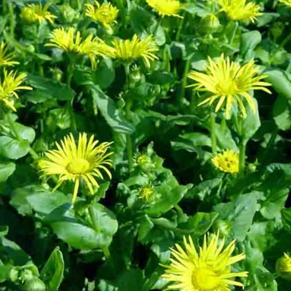 Doronicum orientale Magnificum