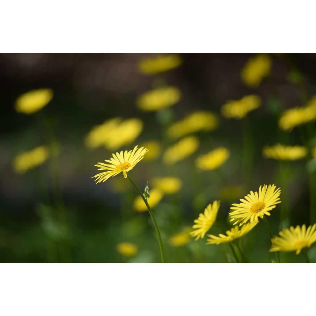 Doronicum pardalianches