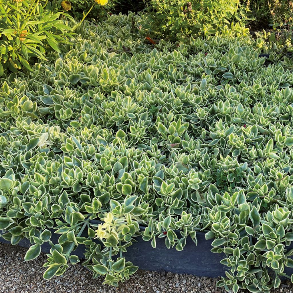 Mesembryanthemum x cordifolium 'Mesbicla' MEZOO® TRAILING RED - Livingstone daisy, Ice plant