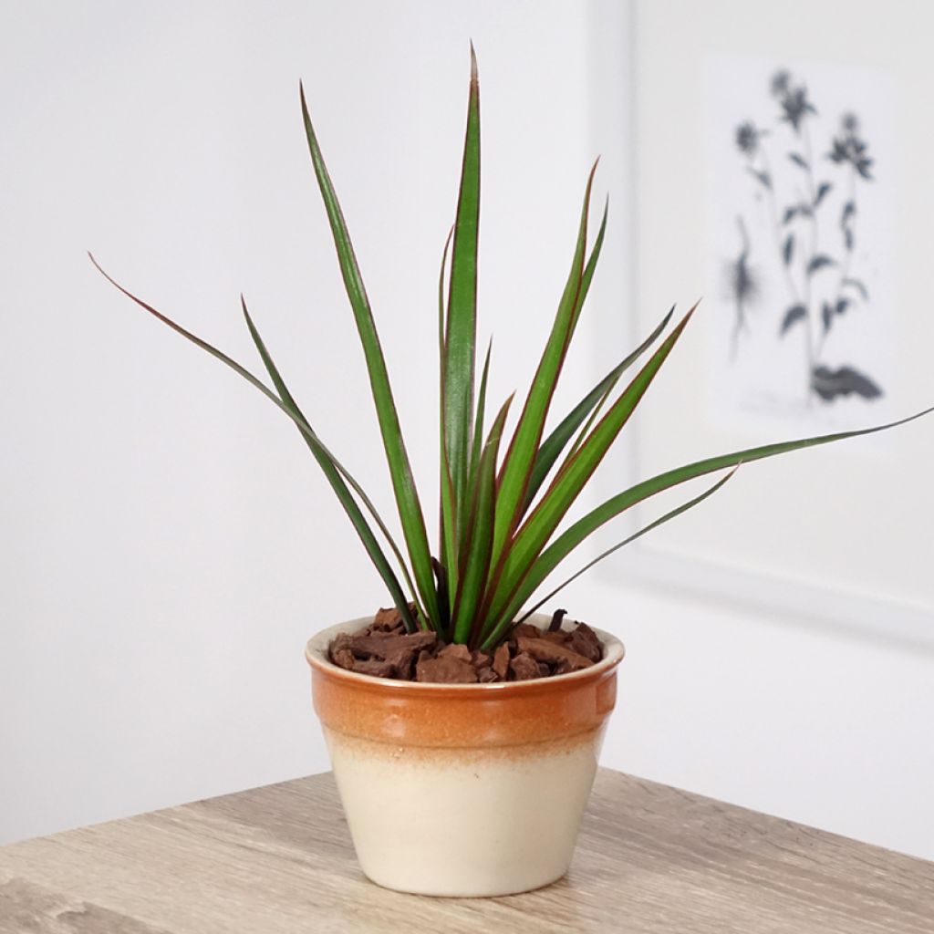 Dracaena reflexa var. angustifolia - Dragon tree