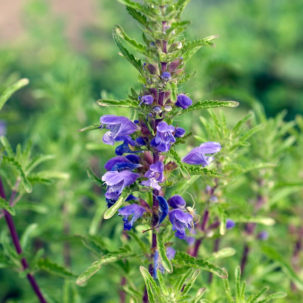 Dracocephalum moldavica organic seeds - Moldavian balm