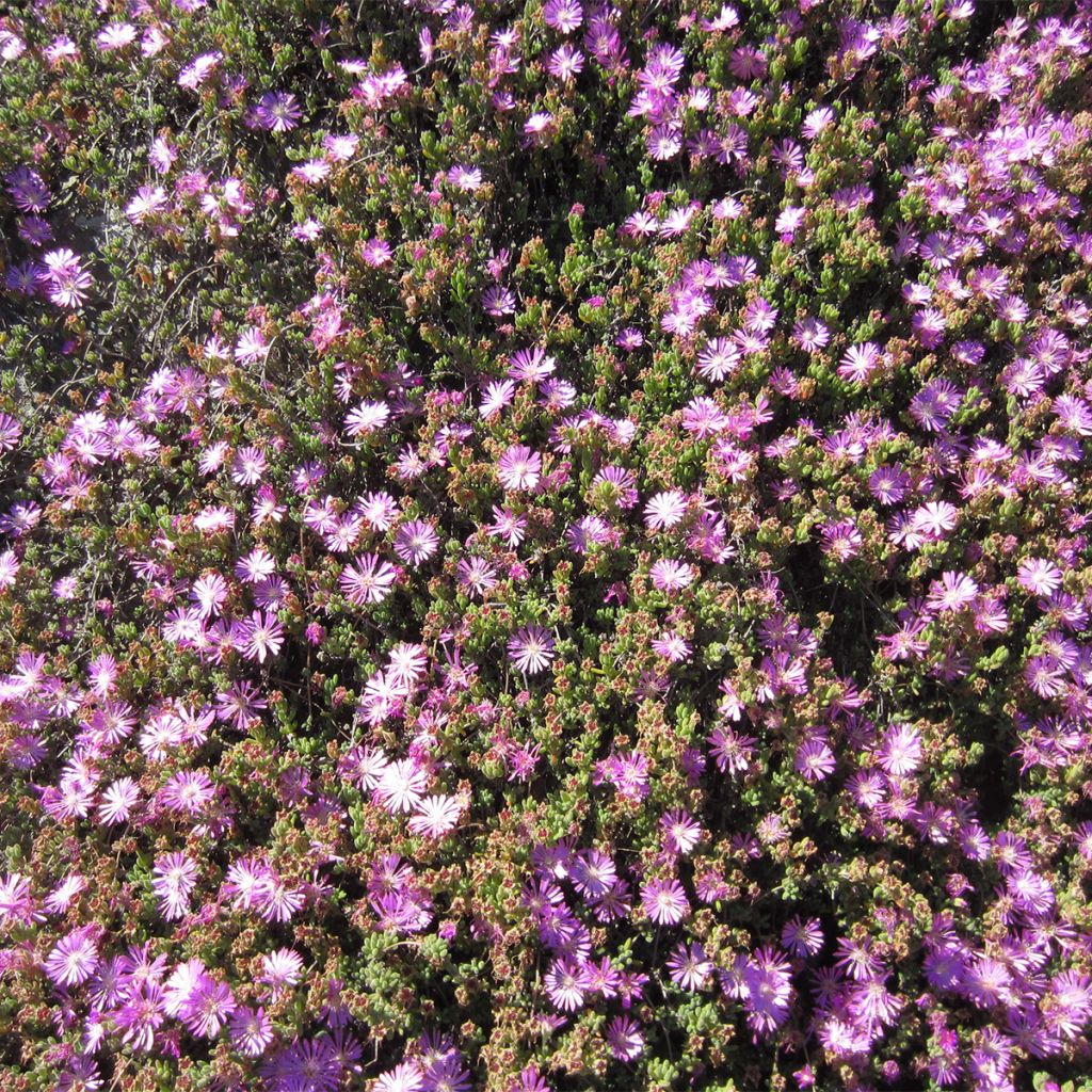 Drosanthemum candens