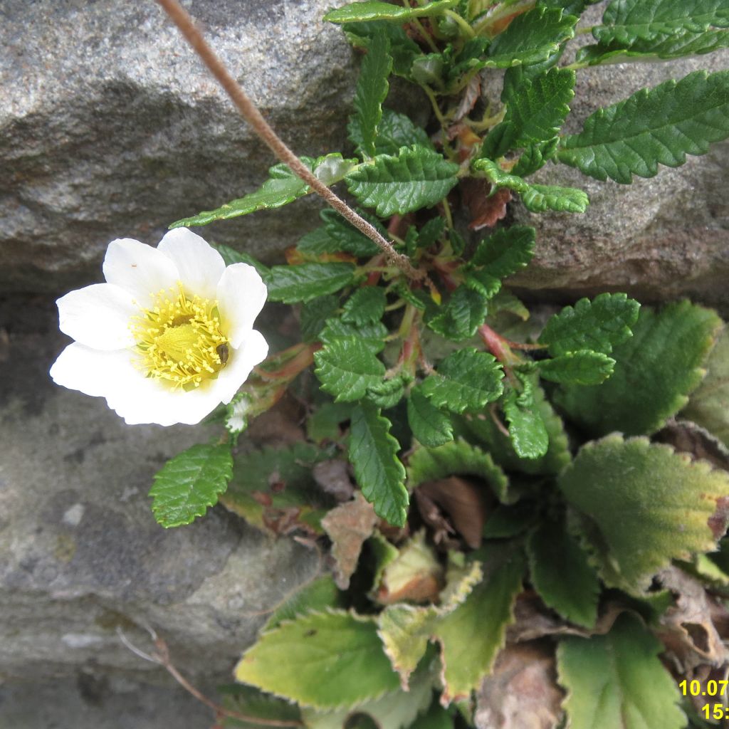 Dryas x suendermannii