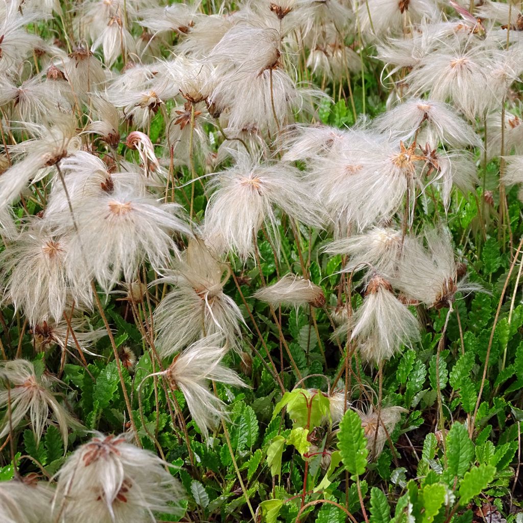 Dryas x suendermannii