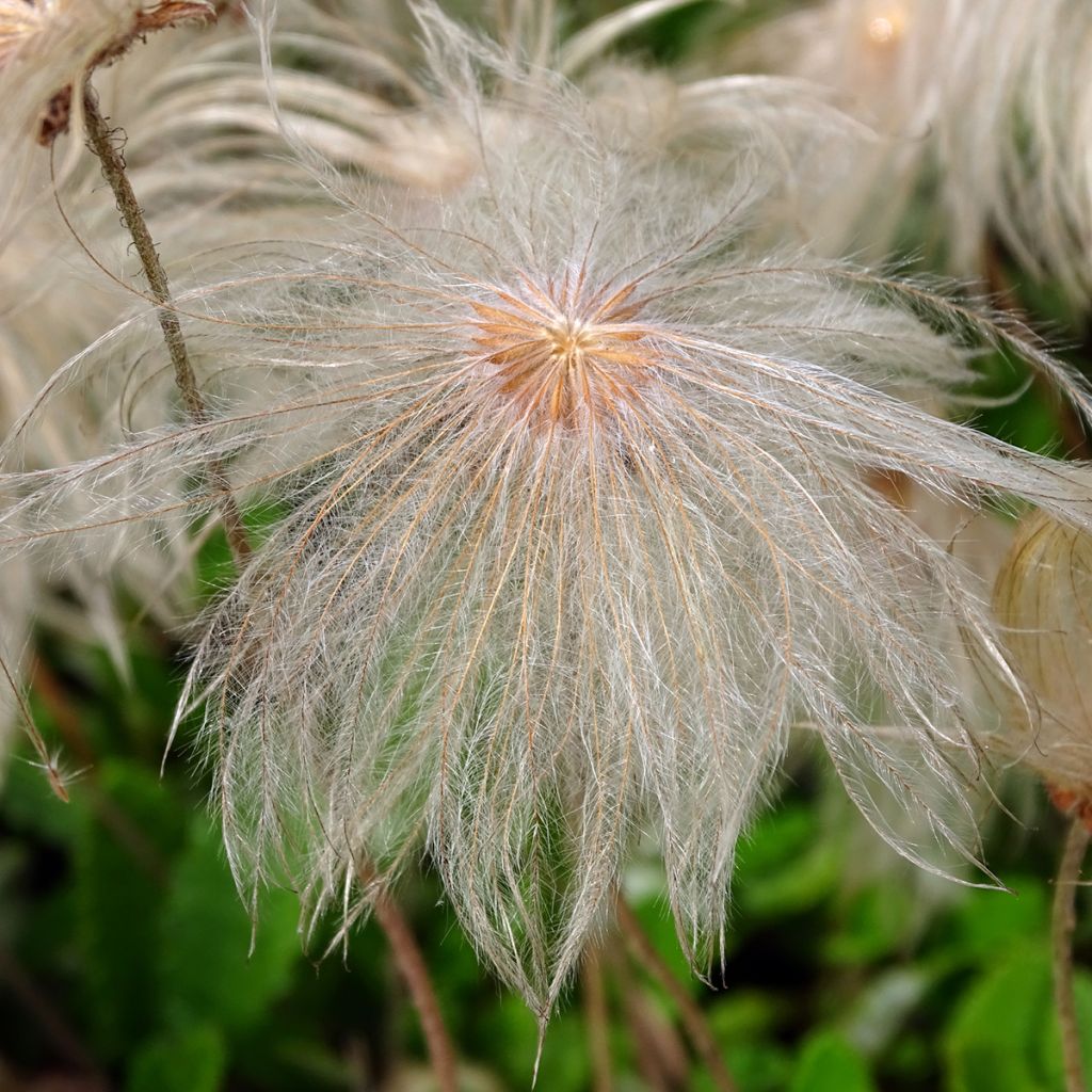 Dryas x suendermannii