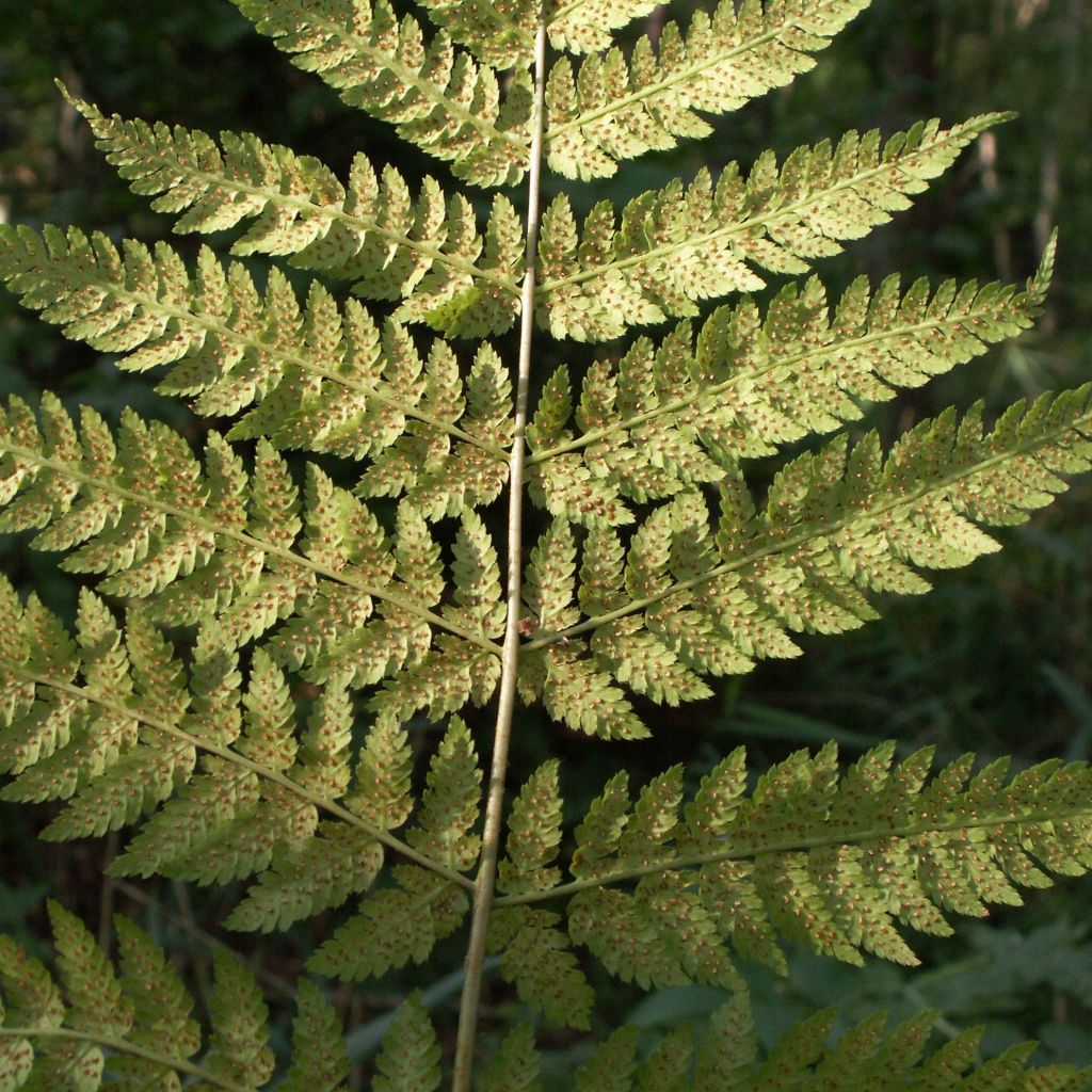 Dryopteris dilatata - Broad Buckler Fern