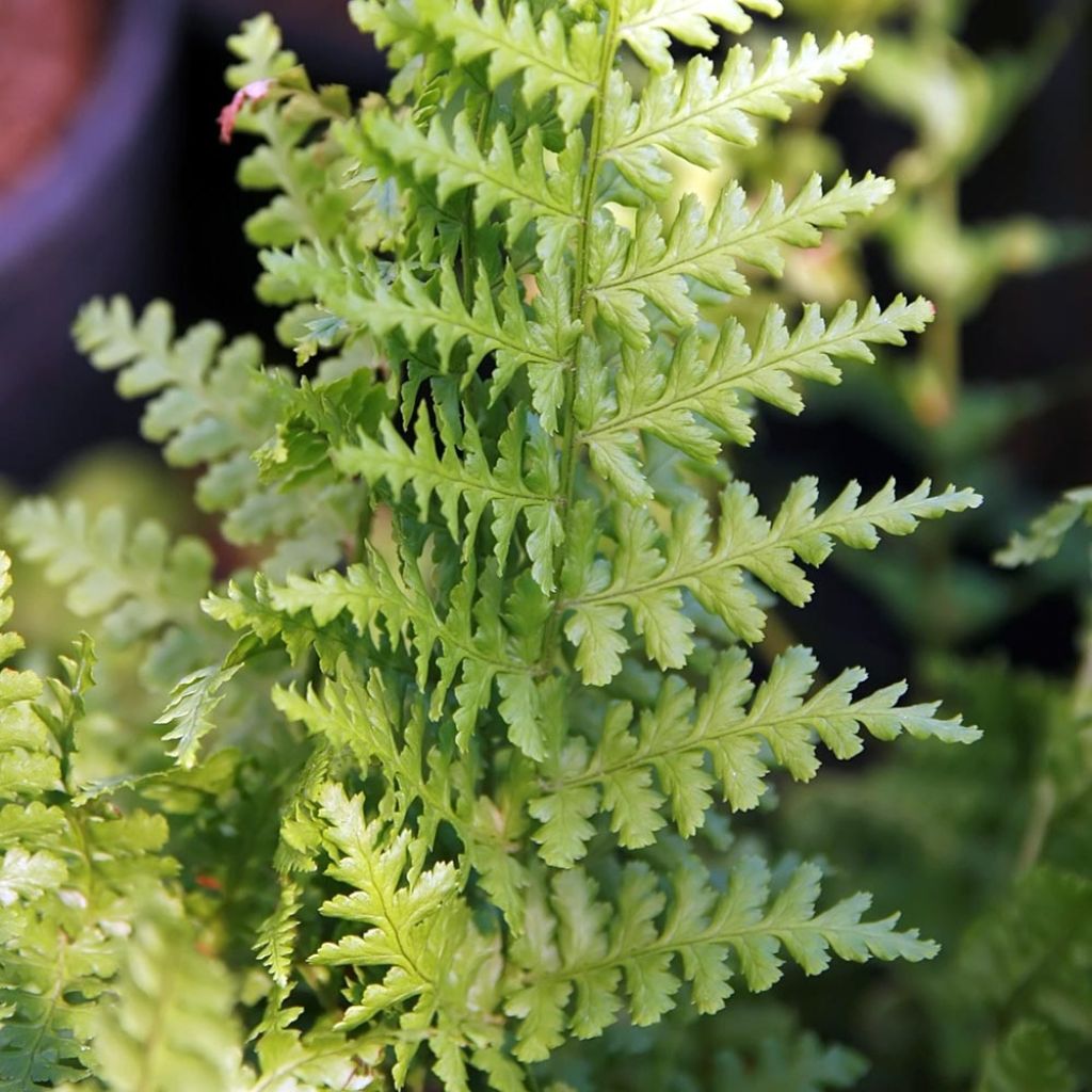 Dryopteris filix-mas Barnesii - Male Fern