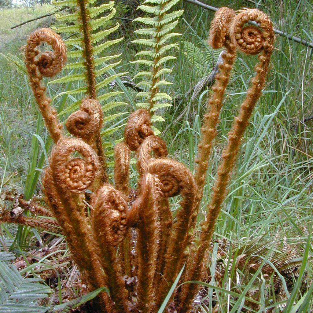 Dryopteris wallichiana - Wood Fern
