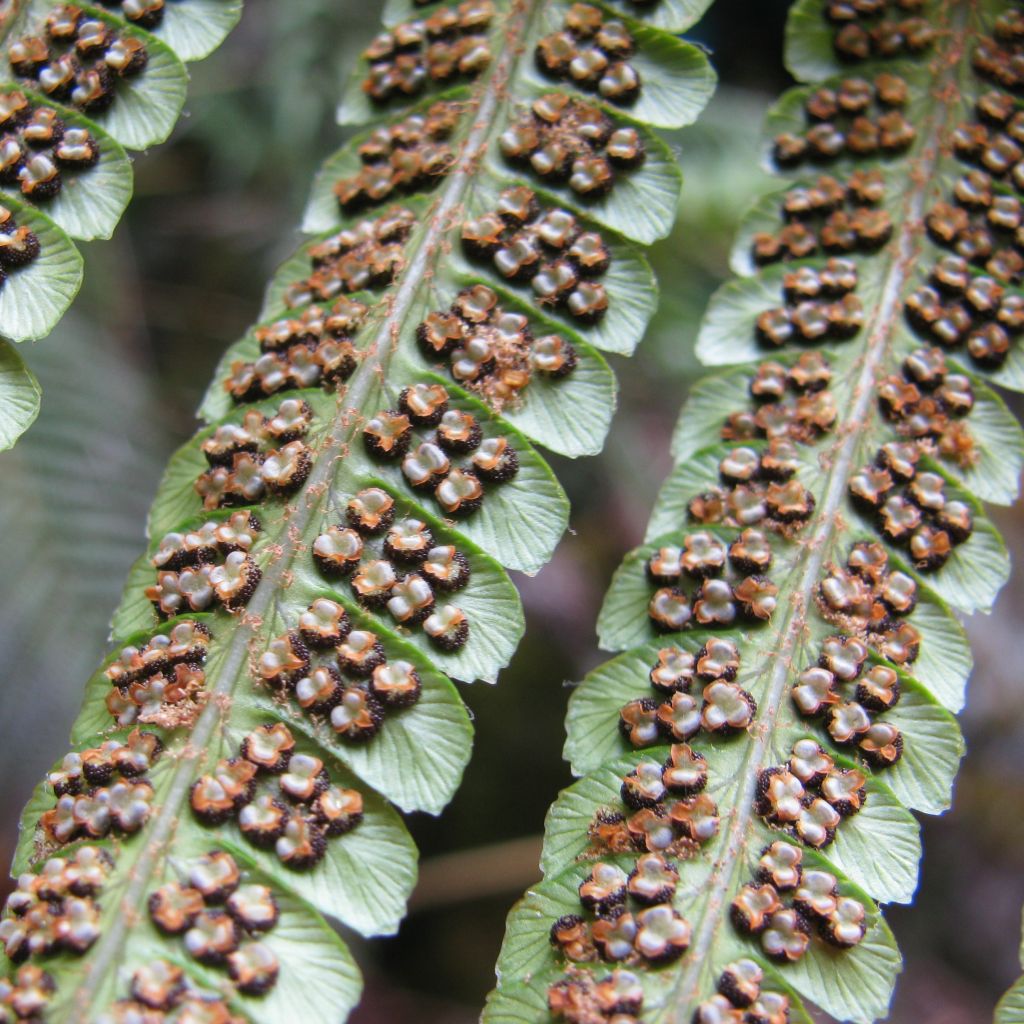Dryopteris wallichiana - Wood Fern