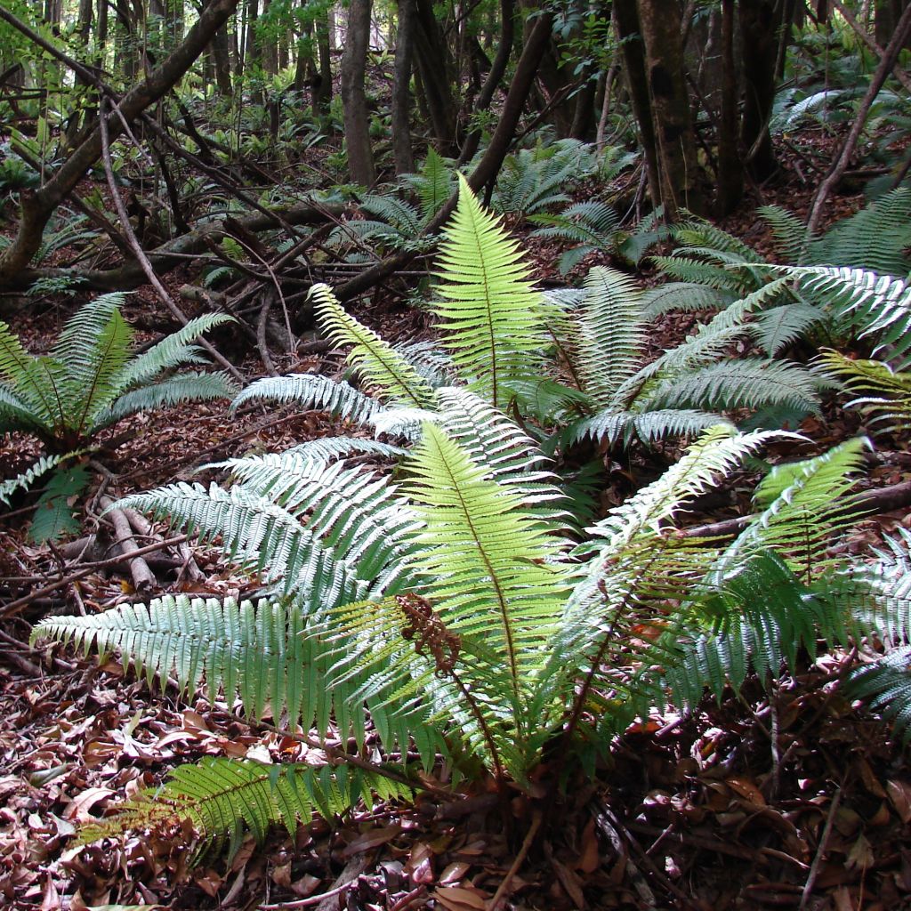 Dryopteris wallichiana - Wood Fern