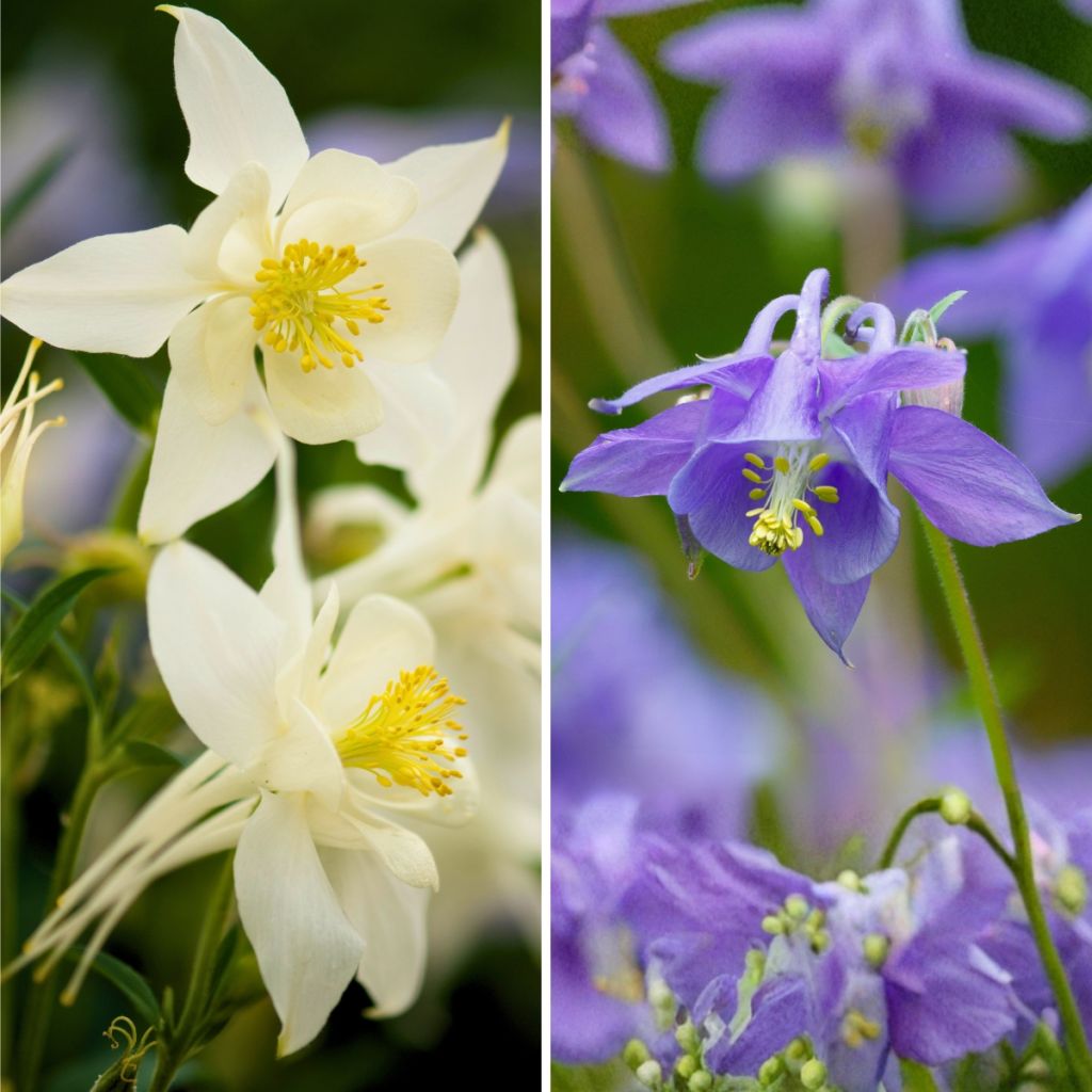 Duo of dwarf blue and white Columbines