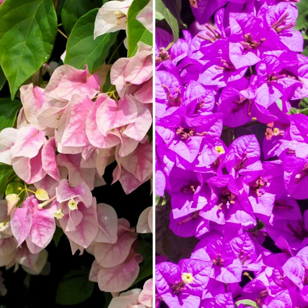 Duo of Bougainvilleas - Paperflower