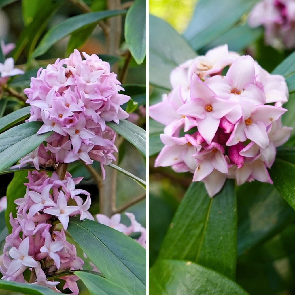 A pair of fragrant Daphne