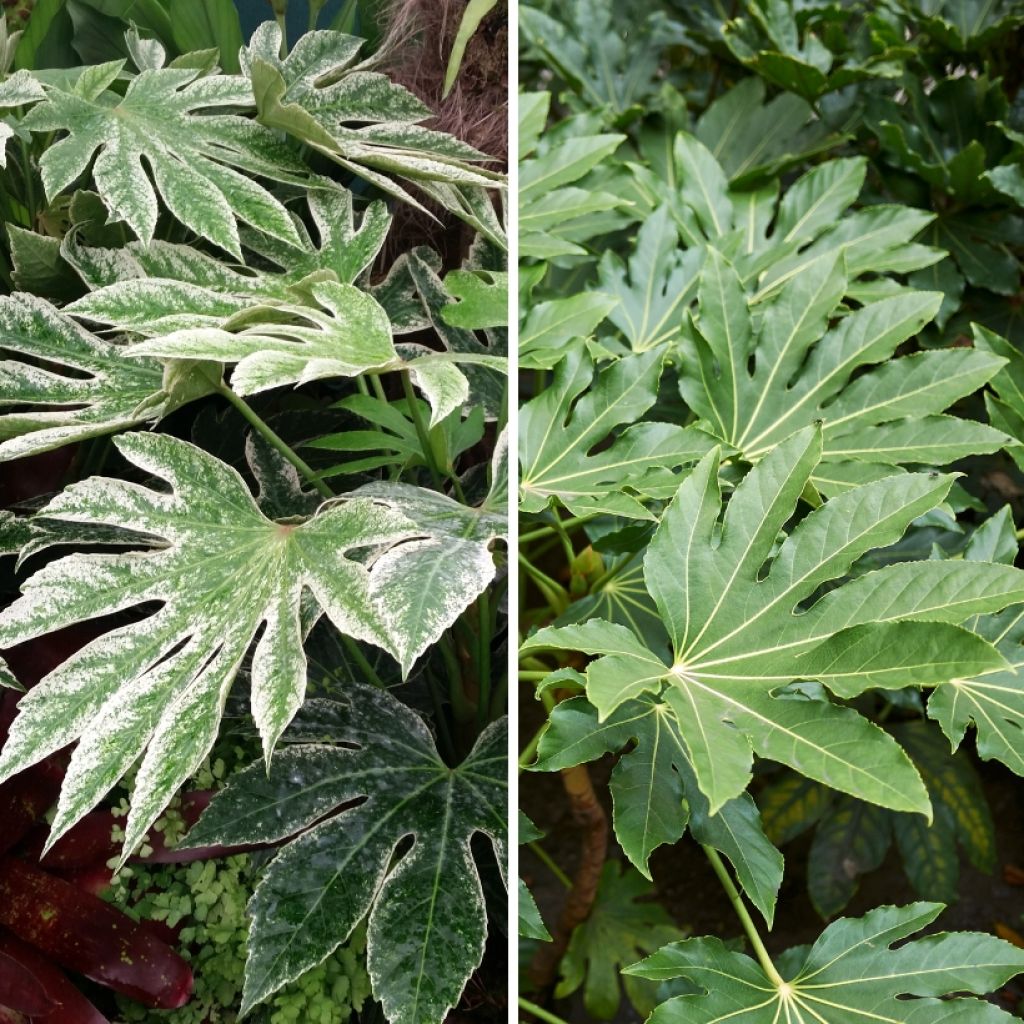 A pair of exotic looking Fatsias