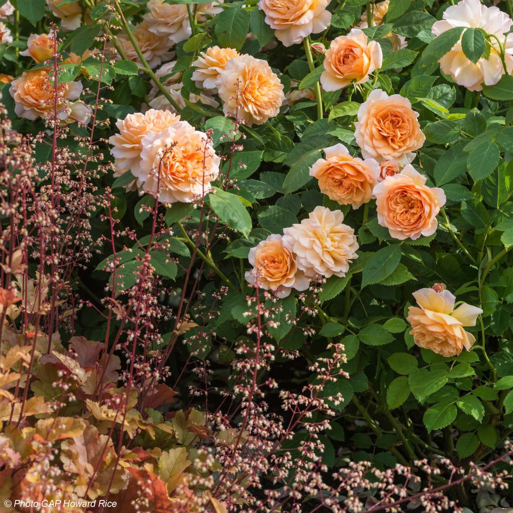 Fruity Duo - Duo of Roses and Heucheras