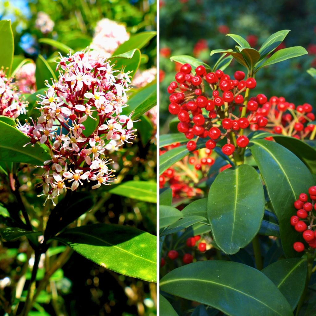 Skimmia japonica Duo Rubella and Pabella (male and female)