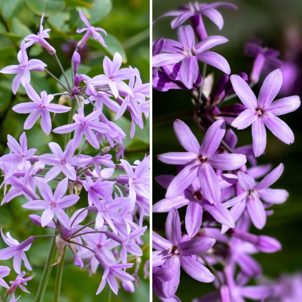 Duo of Tulbaghias