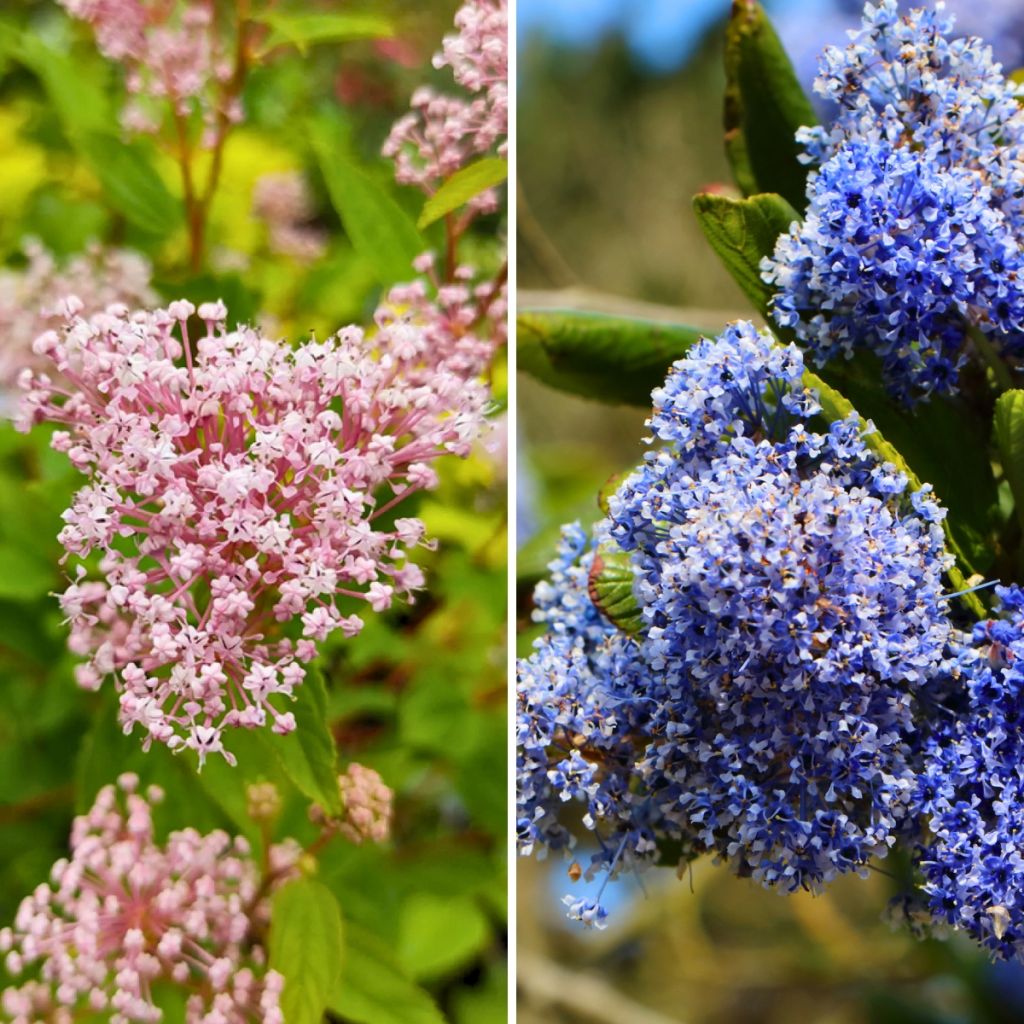Hardy duo of pink and blue Ceanothus