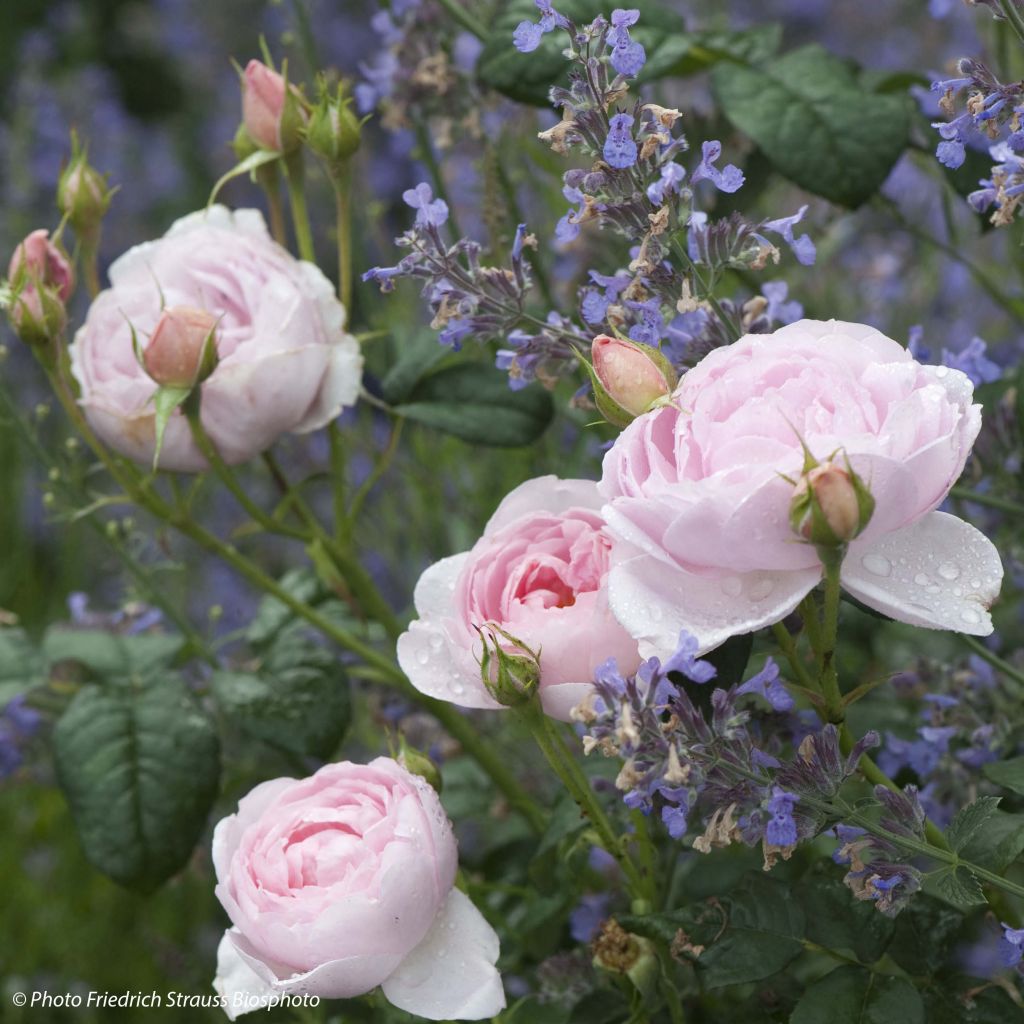 Wild Duo - Duo of Roses and Catmints