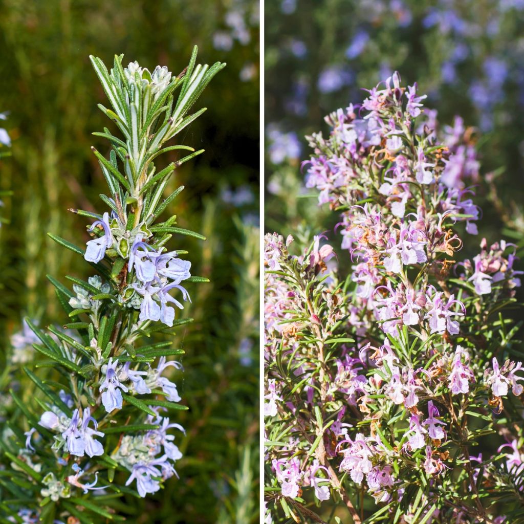 Blue and White Rosemary Duo