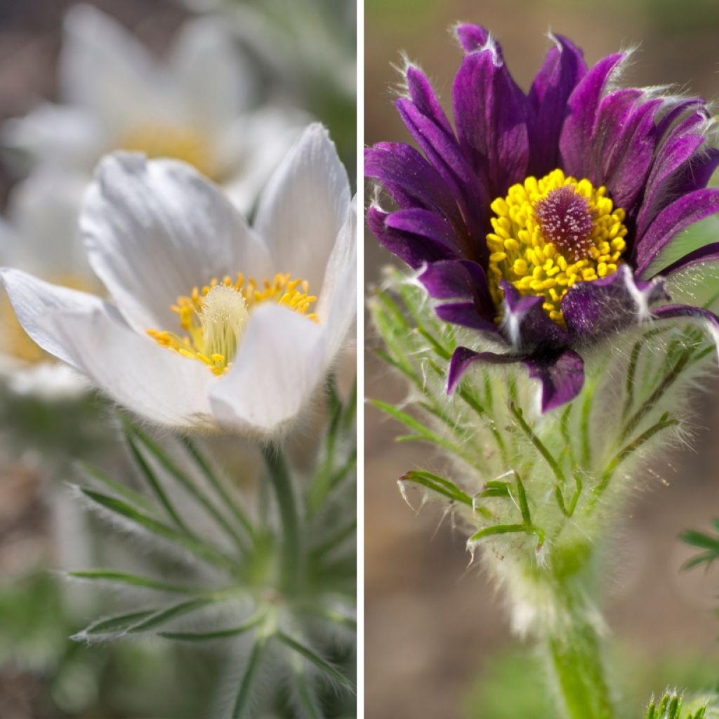 Duo of Pasqueflowers
