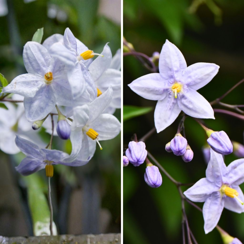Climbing Solanum duo