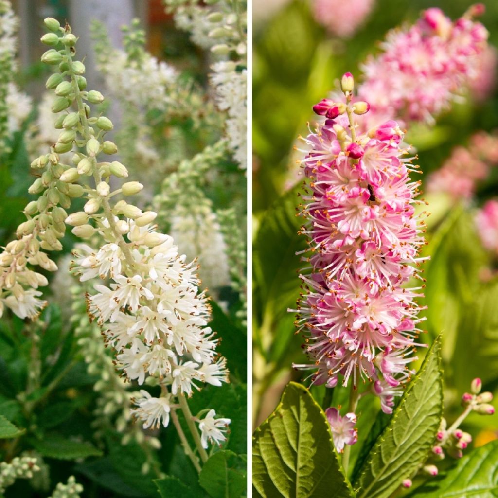 Clethra Duo 