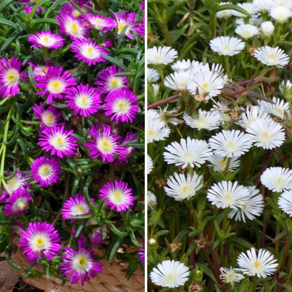 Duo of red and purple Delosperma
