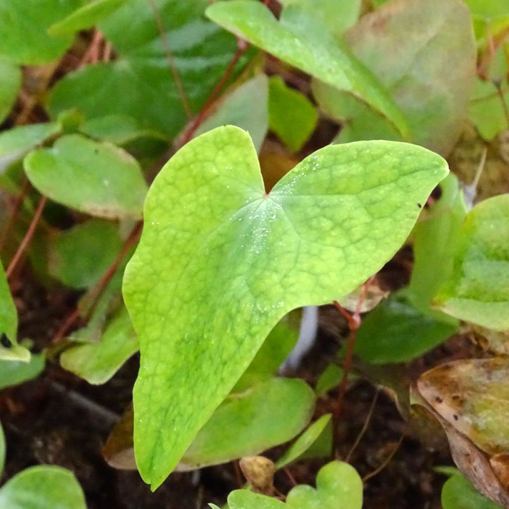 Epimedium acuminatum - Barrenwort