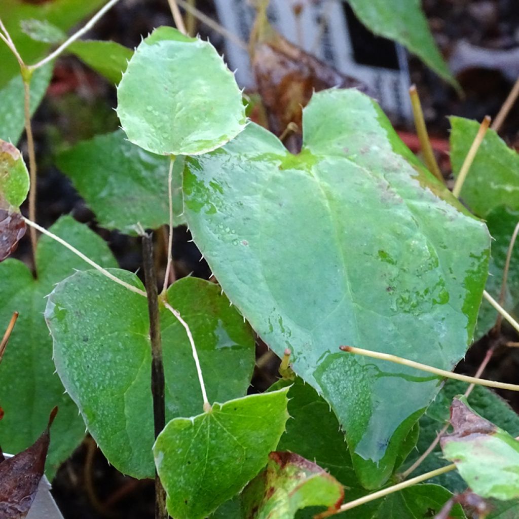 Epimedium rubrum Galadriel - Barrenwort