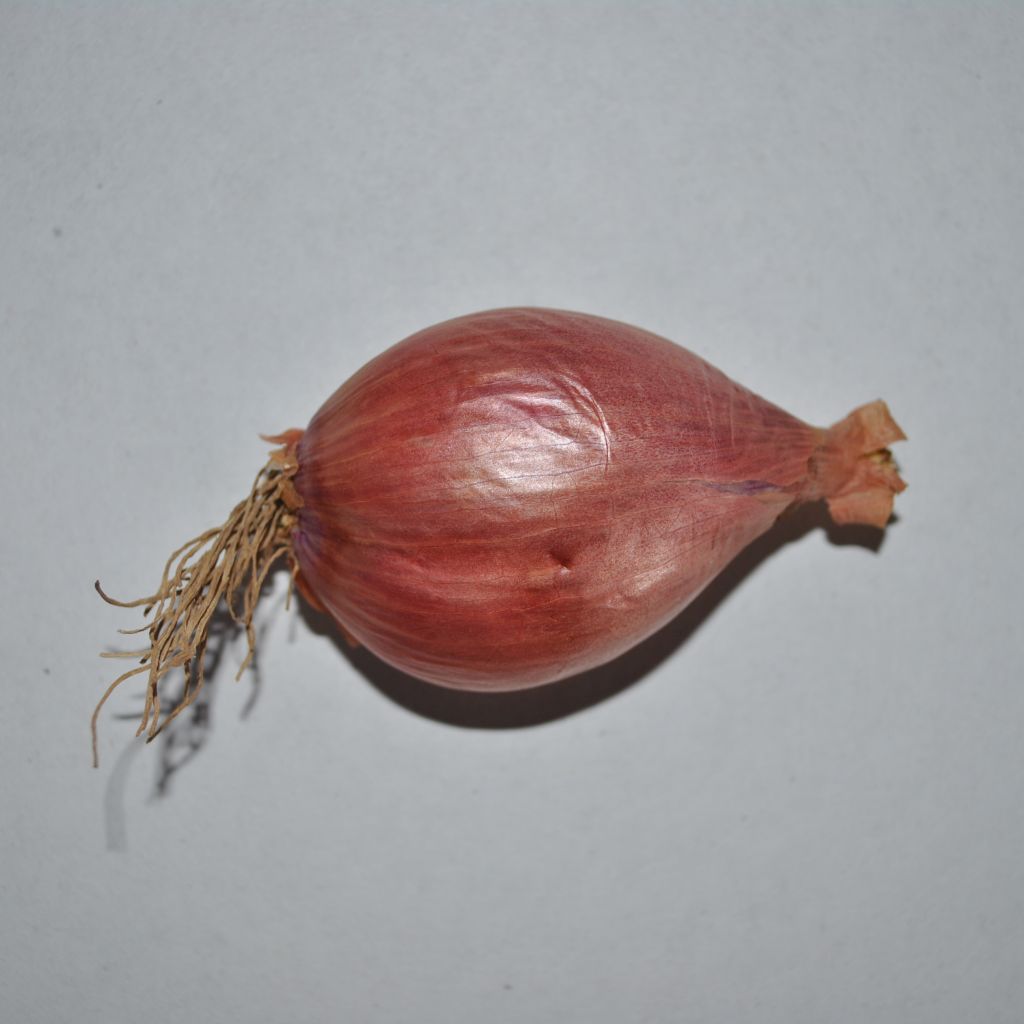 Mikor Shallot plants - Allium cepa