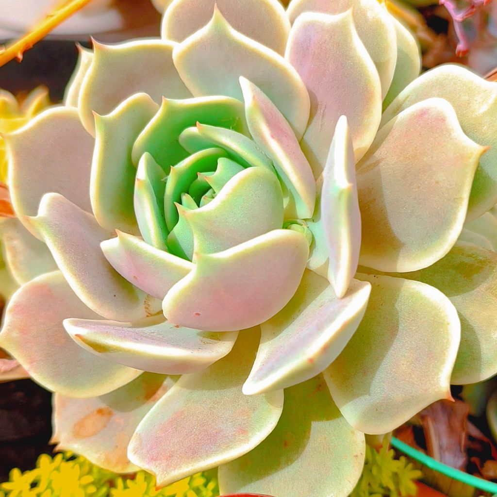 Echeveria  'Lola'