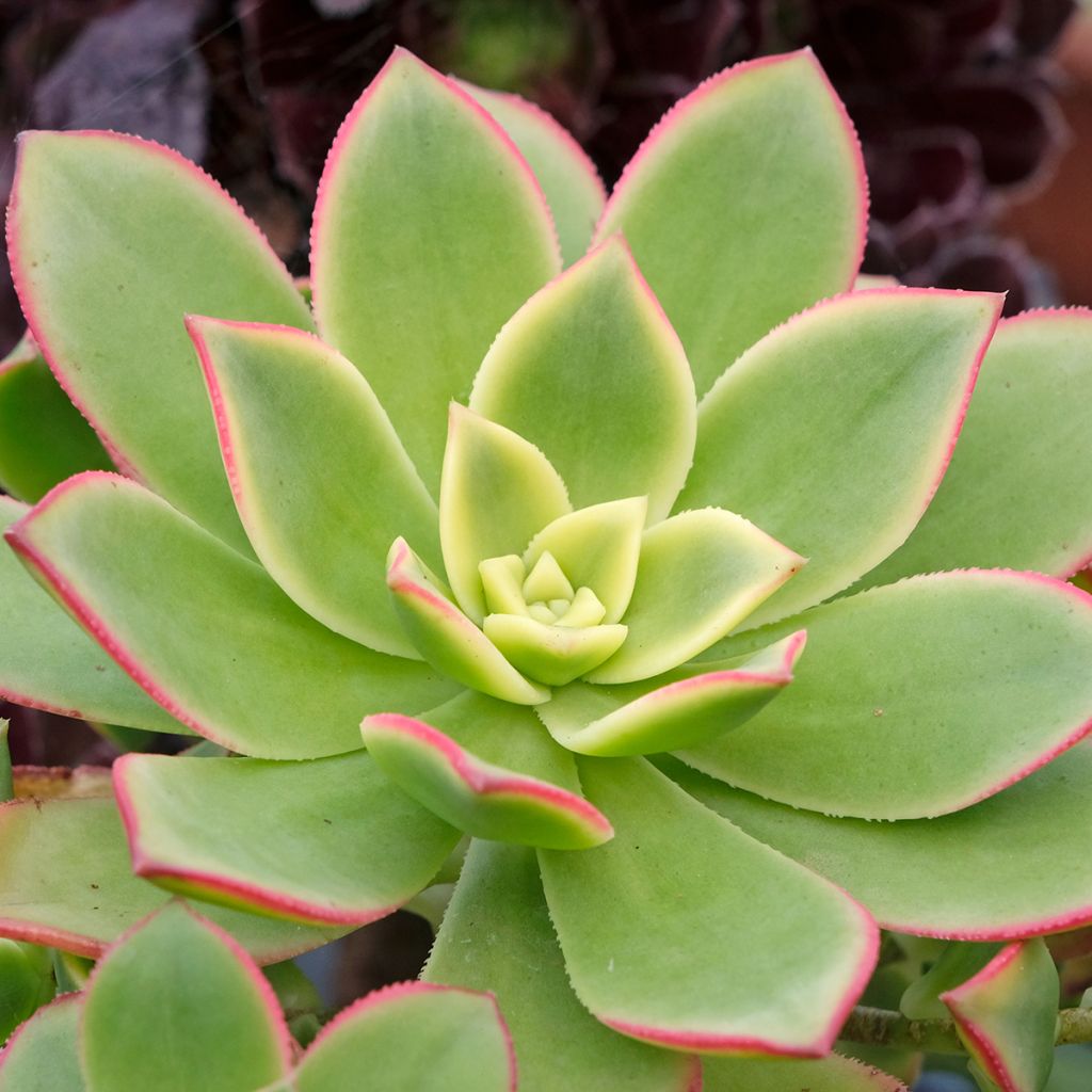 Echeveria runyonii 'Pink Edge'